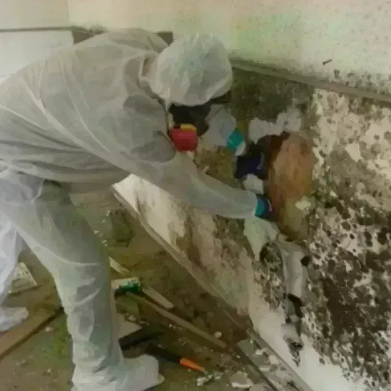 Mold Remediation and Removal in South Pittsburg, TN